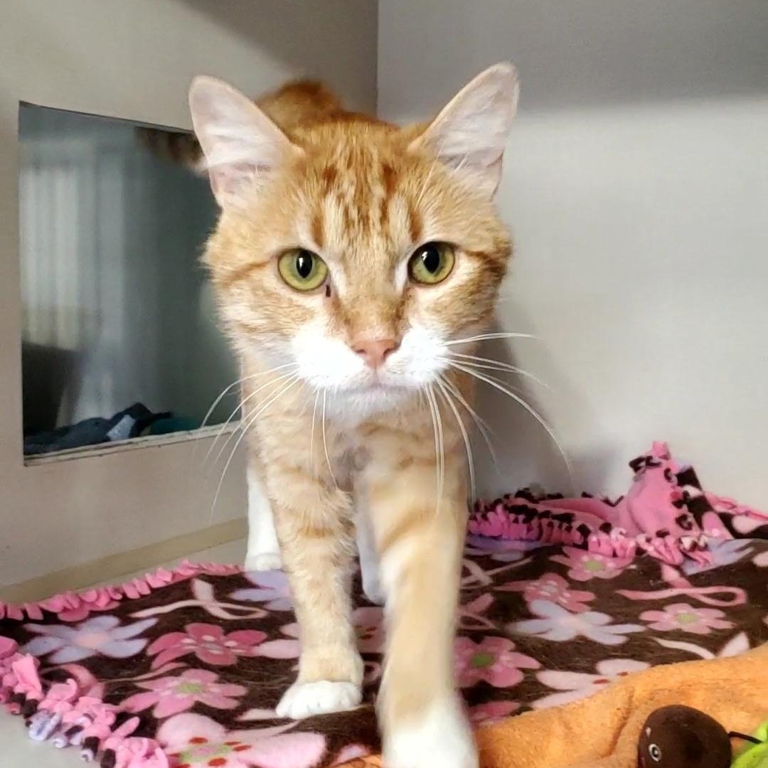 Enlarge Boomer, a ADOPTABLE Domestic Long Hair in Hutchinson, MN image 2/3