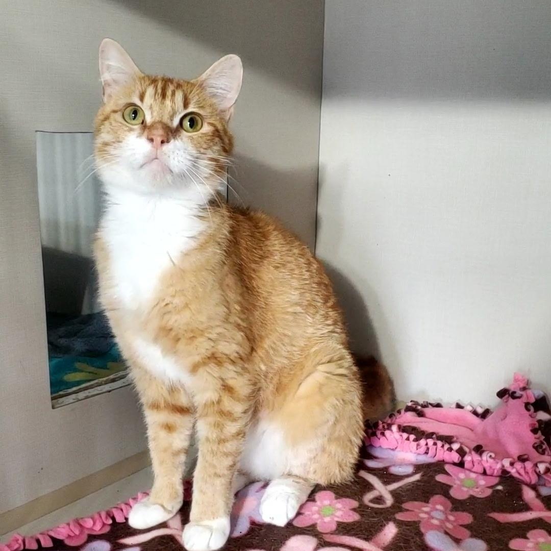 Enlarge Boomer, a ADOPTABLE Domestic Long Hair in Hutchinson, MN image 3/3