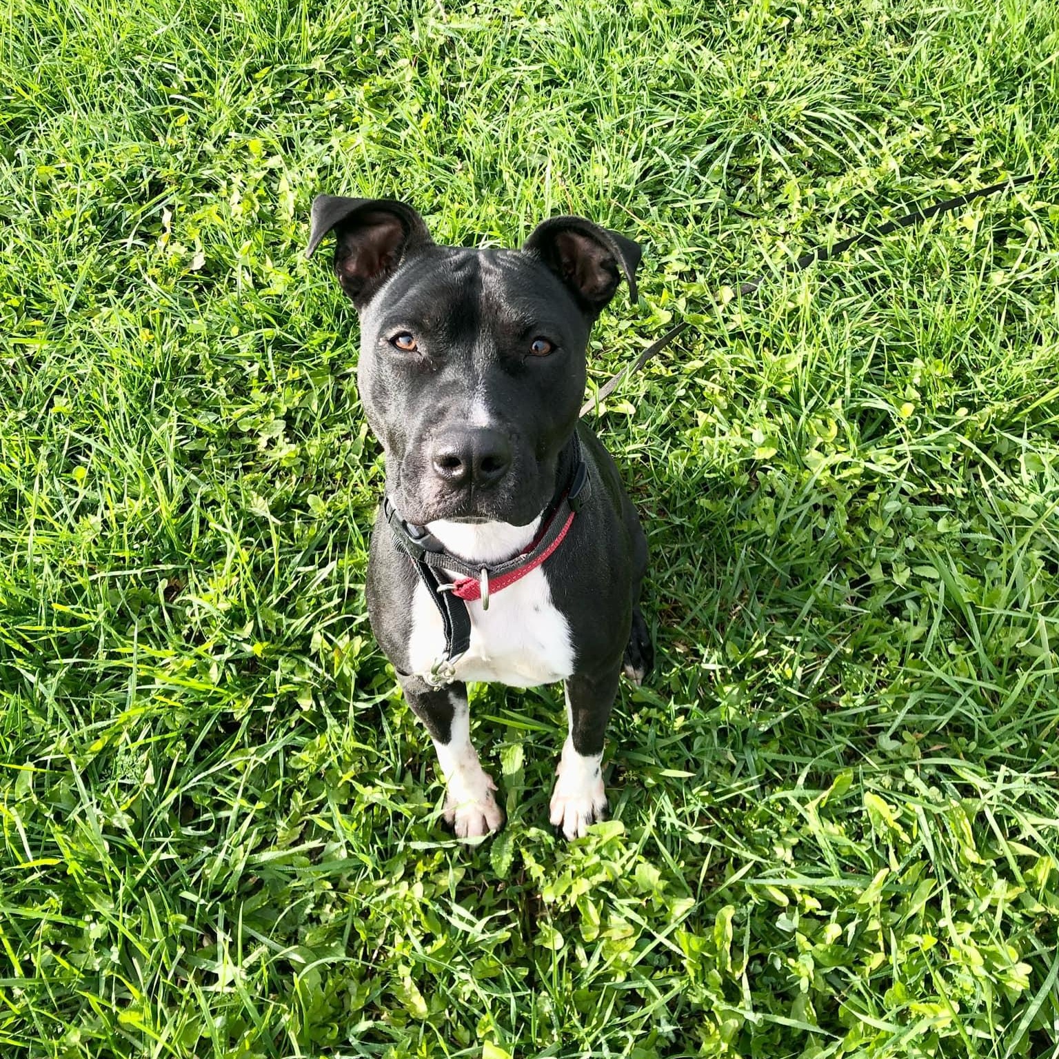 Enlarge Brew (20210604-02), a Adoptable mixed breed in Fenwick, ON image 3/6
