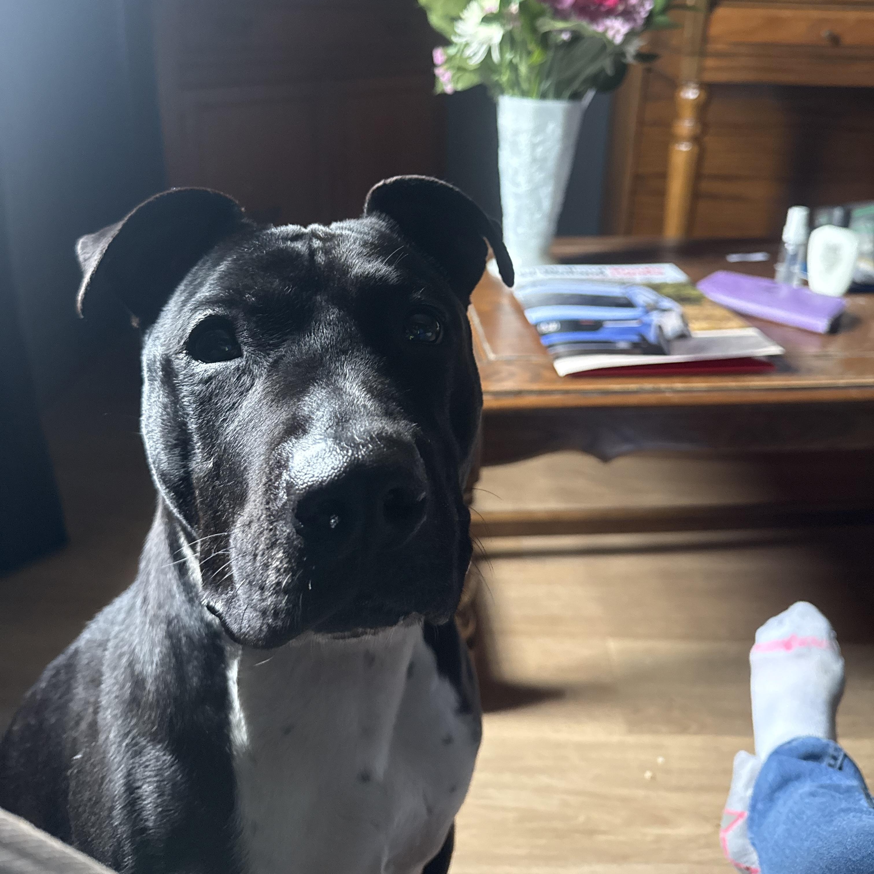 Enlarge Brew (20210604-02), a Adoptable mixed breed in Fenwick, ON image 6/6