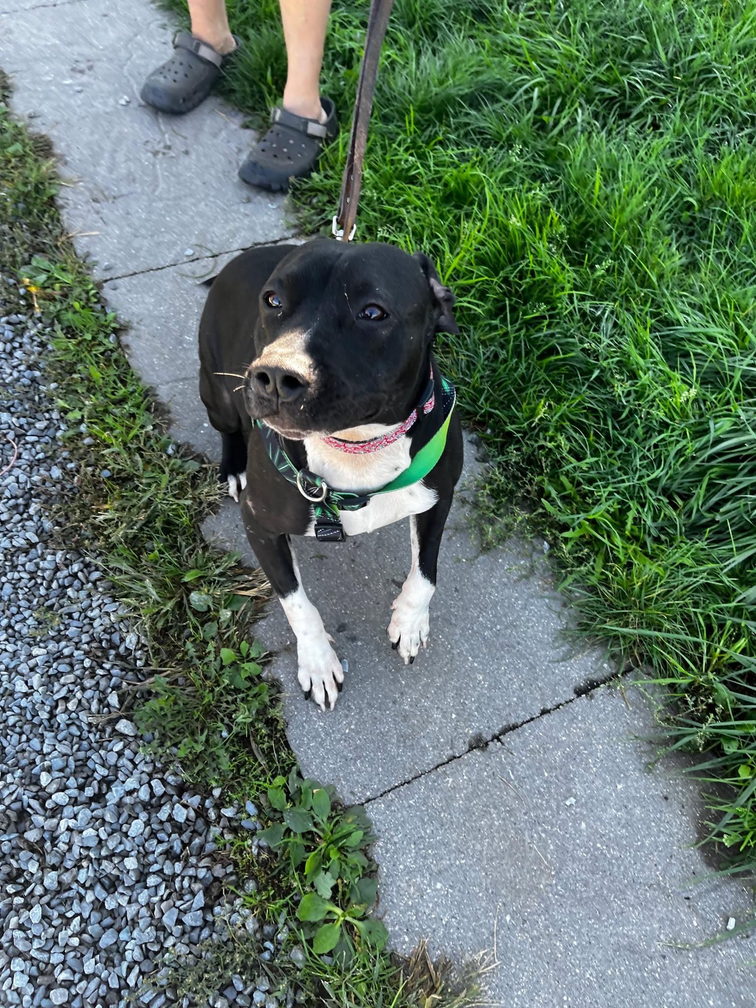 Brew (20210604-02), a Adoptable mixed breed in Fenwick, ON image 6/6