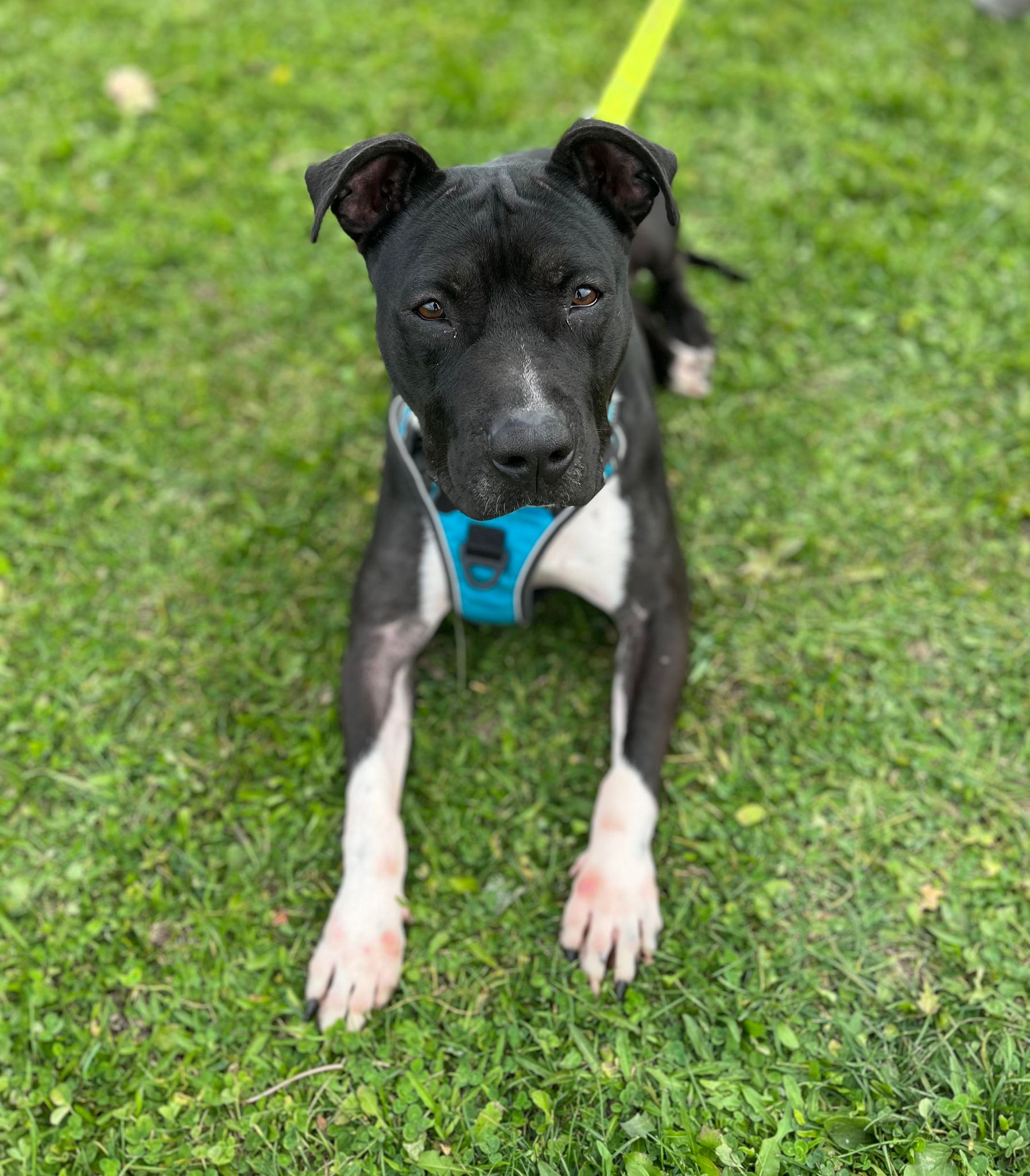 Brew (20210604-02), a Adoptable mixed breed in Fenwick, ON image 3/6