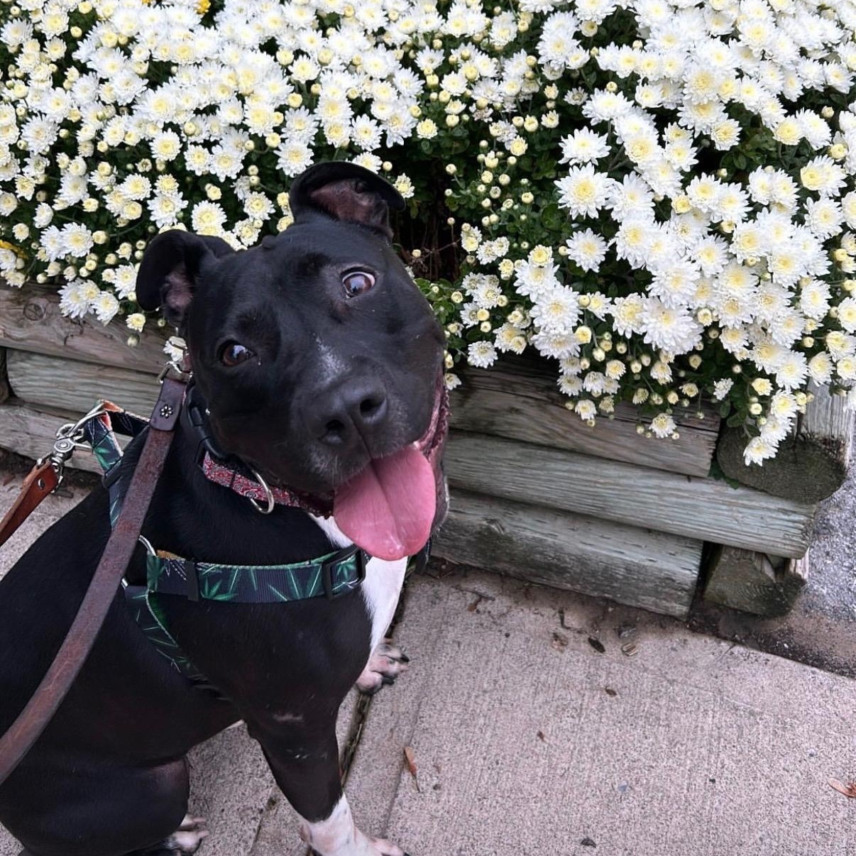 Brew (20210604-02), Adoptable, Adult Male Labrador Retriever.