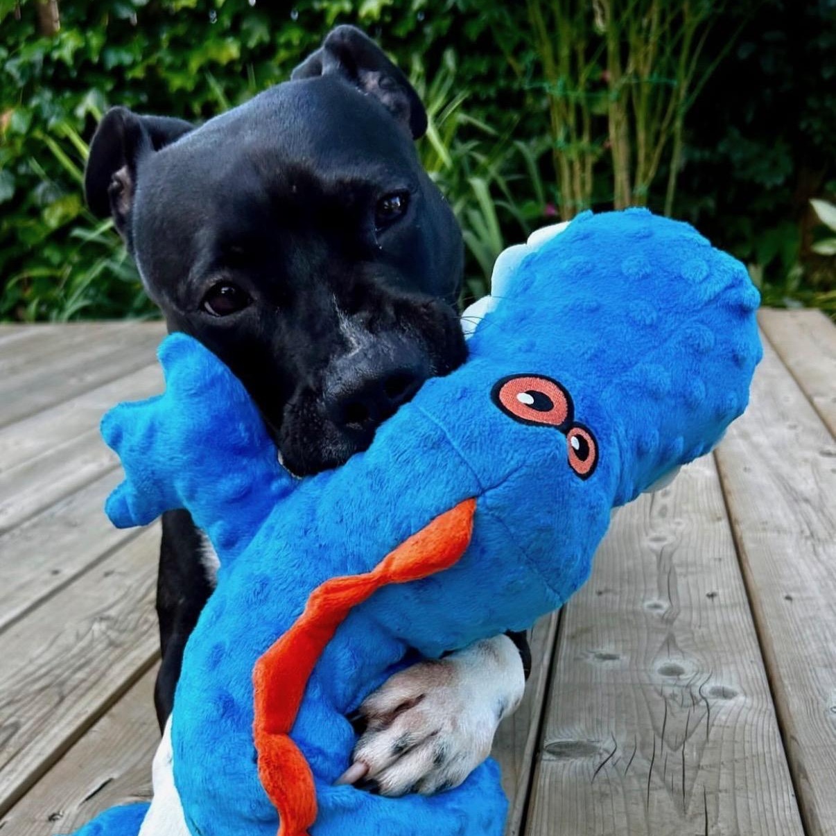 Enlarge Brew (20210604-02), a Adoptable mixed breed in Fenwick, ON image 2/6