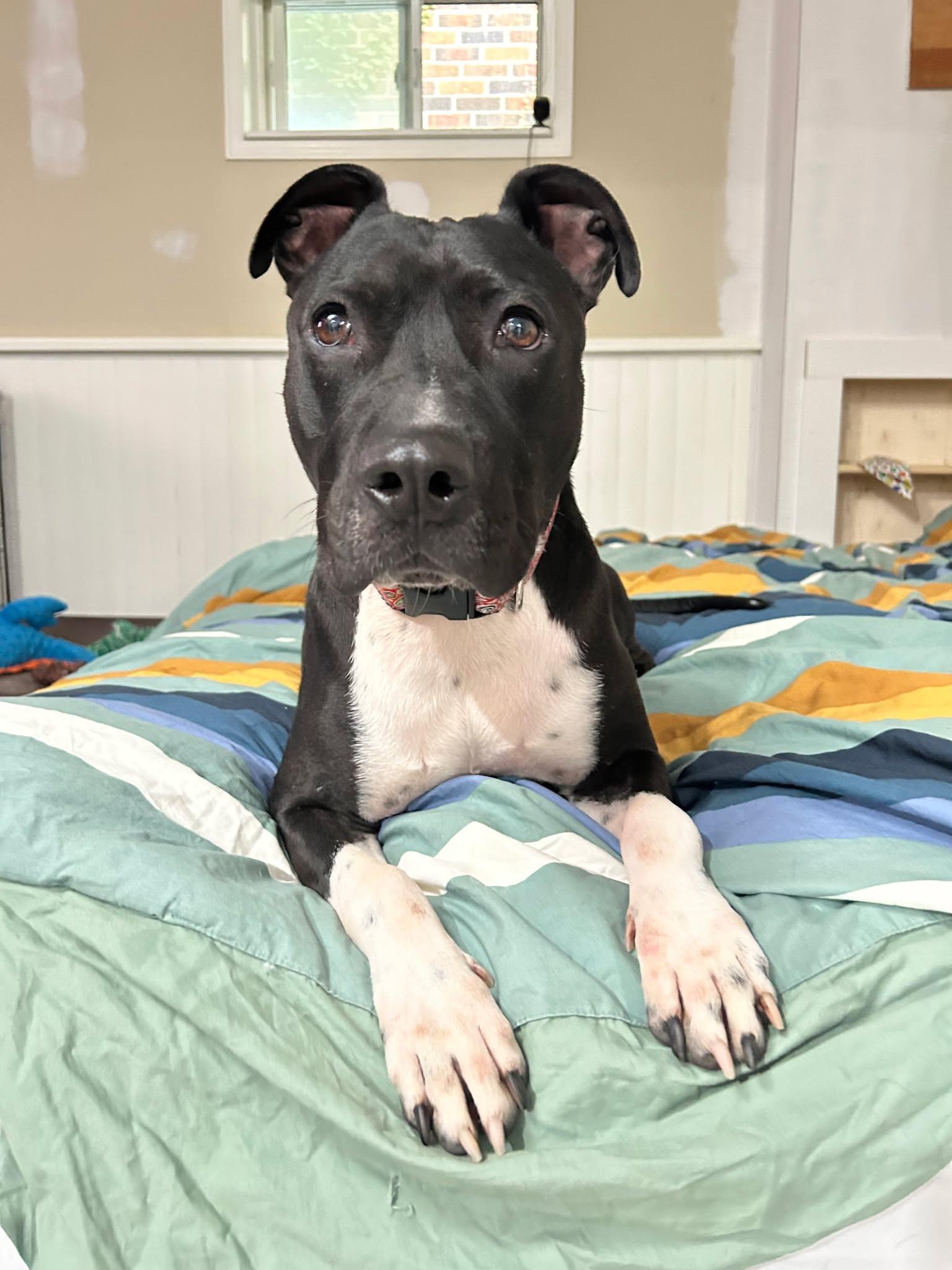 Brew (20210604-02), a Adoptable mixed breed in Fenwick, ON image 2/6