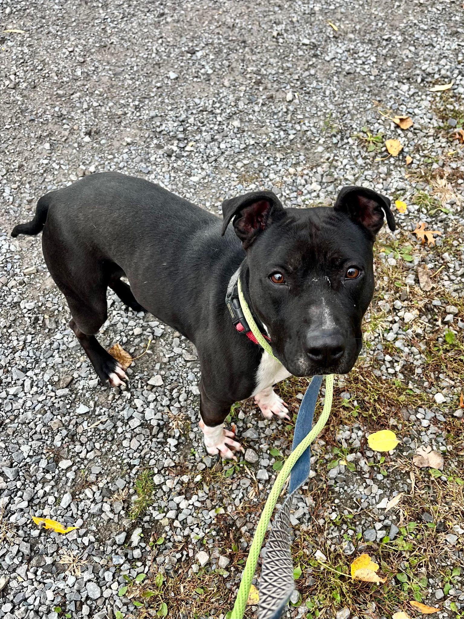 Brew (20210604-02), a Adoptable mixed breed in Fenwick, ON image 4/6
