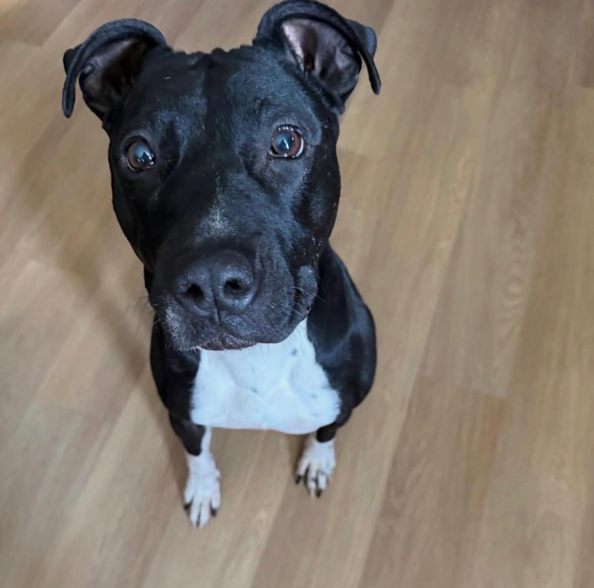 Enlarge Brew (20210604-02), a Adoptable mixed breed in Fenwick, ON image 5/6