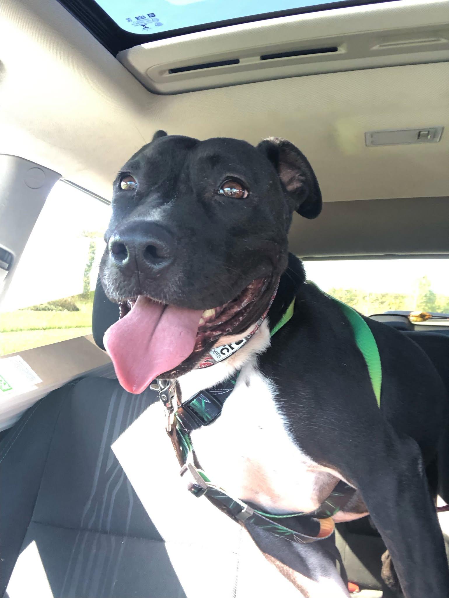 Brew (20210604-02), Adult Male Labrador Retriever