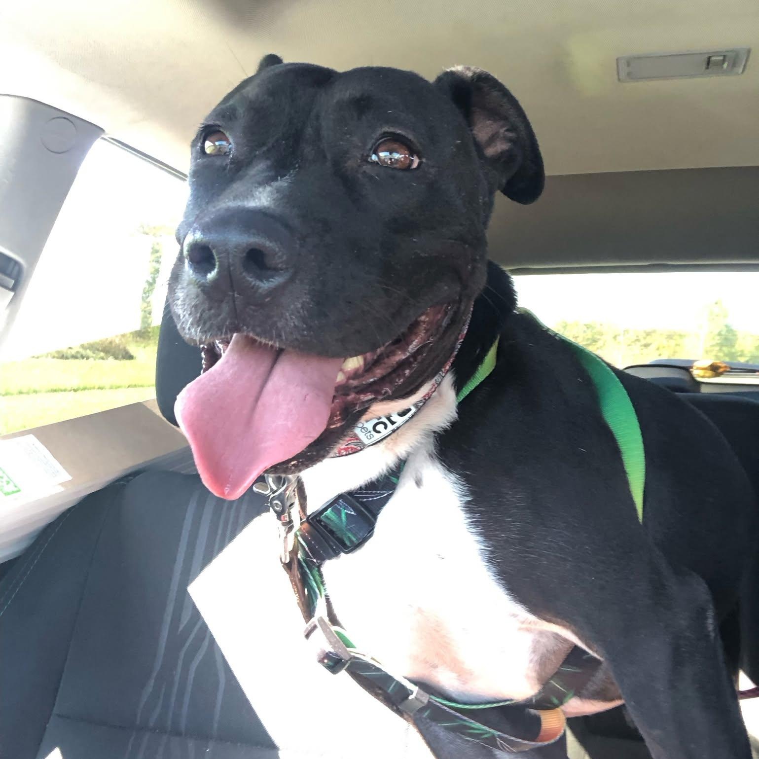 Enlarge Brew (20210604-02), a Adoptable mixed breed in Fenwick, ON image 4/6