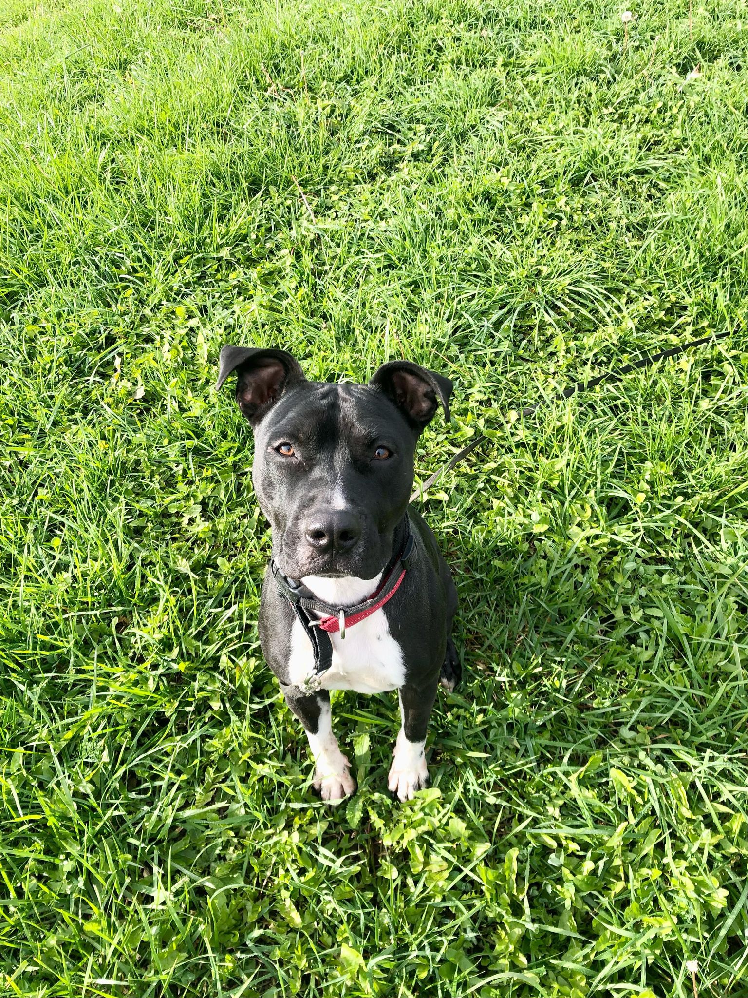 Brew (20210604-02), a Adoptable mixed breed in Fenwick, ON image 5/6