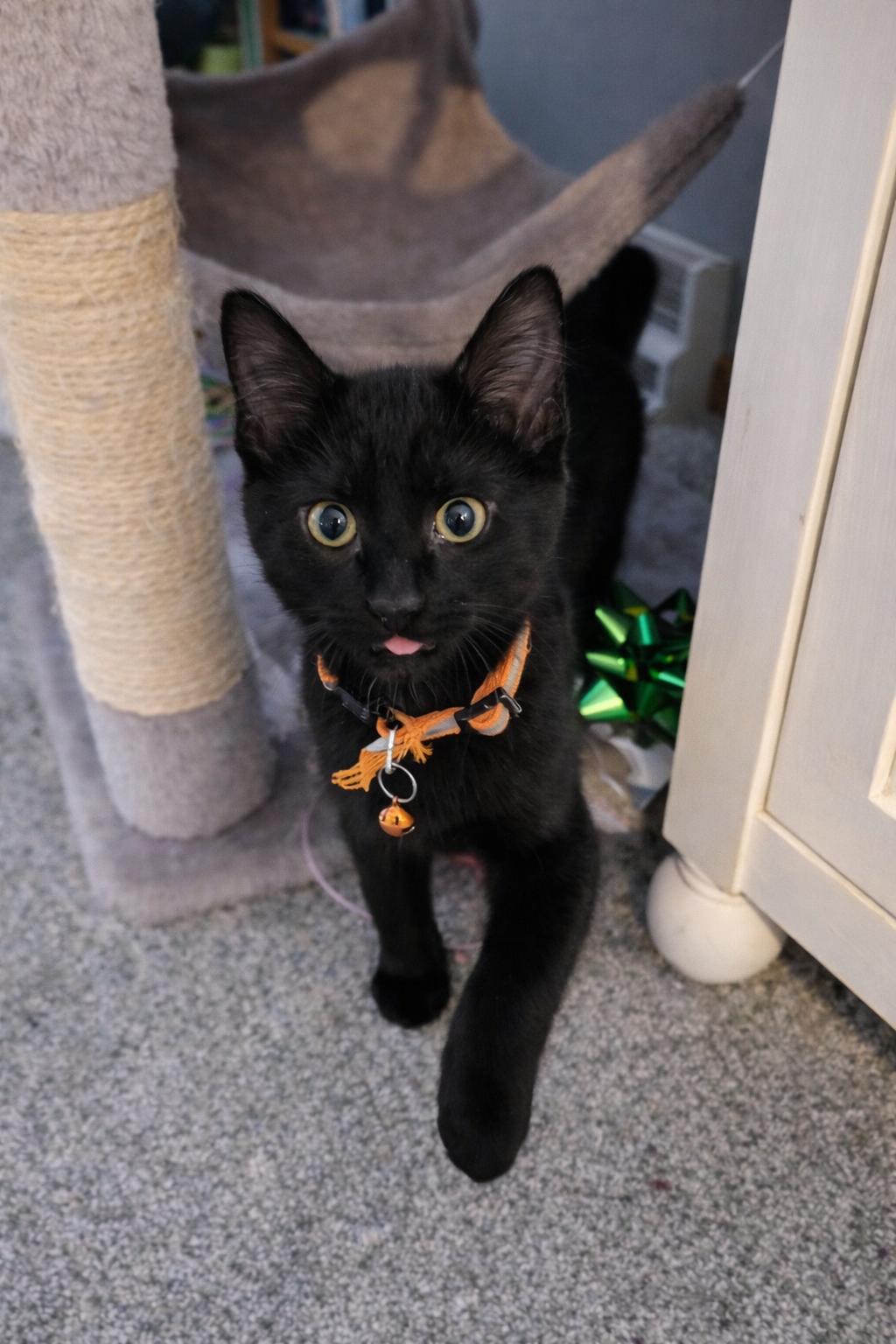 Panther, ADOPTABLE, Kitten Male Domestic Short Hair.