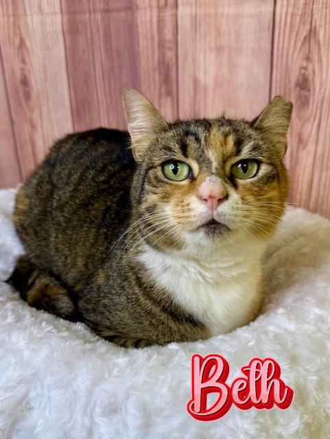 Beth, ADOPTABLE, Adult Female Domestic Short Hair.