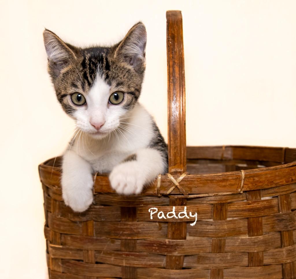 Enlarge Paddy, a Adoptable mixed breed in Hot Springs Village, AR image 1/4