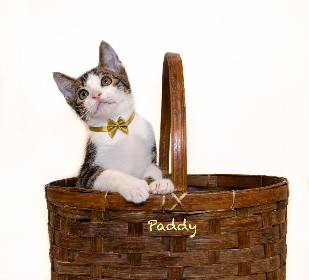 Enlarge Paddy, a Adoptable mixed breed in Hot Springs Village, AR image 2/4