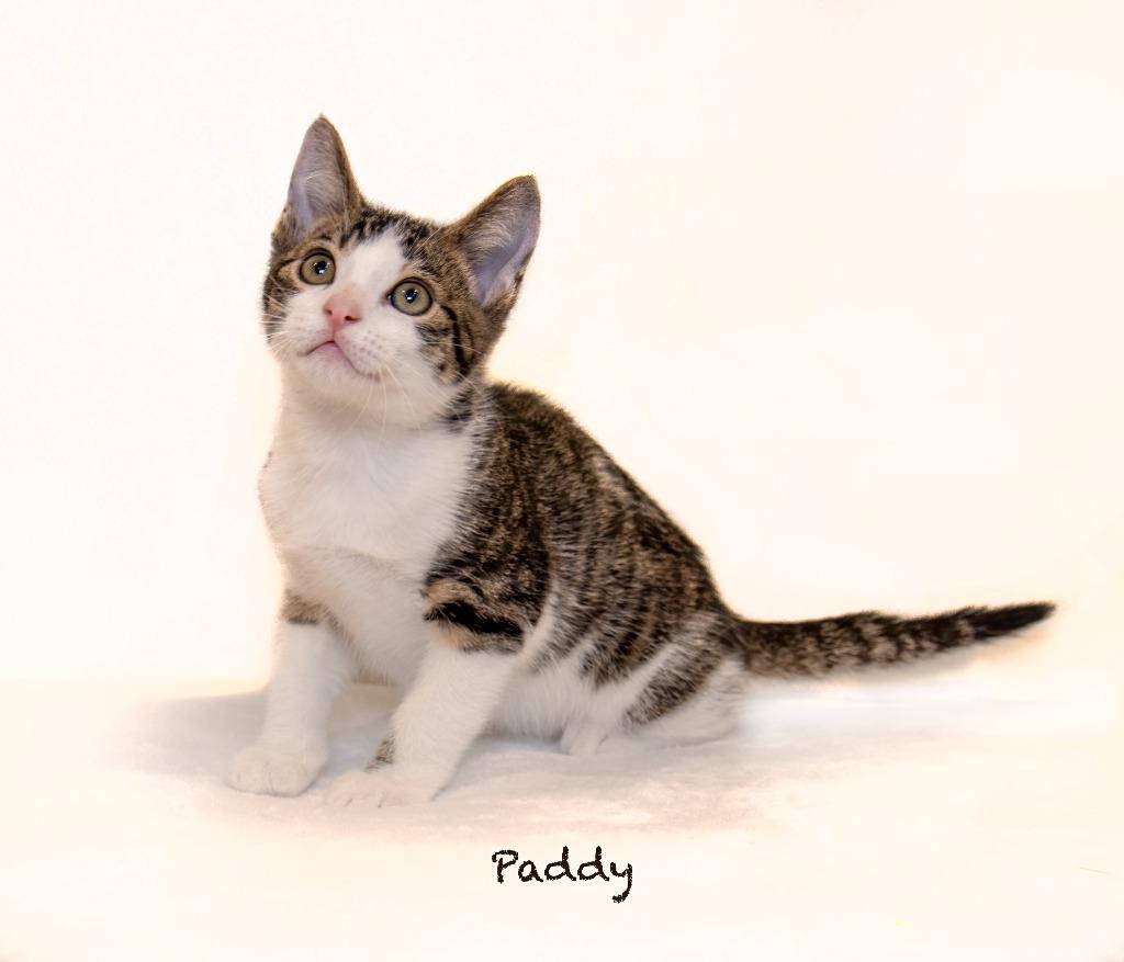 Enlarge Paddy, a Adoptable mixed breed in Hot Springs Village, AR image 4/4