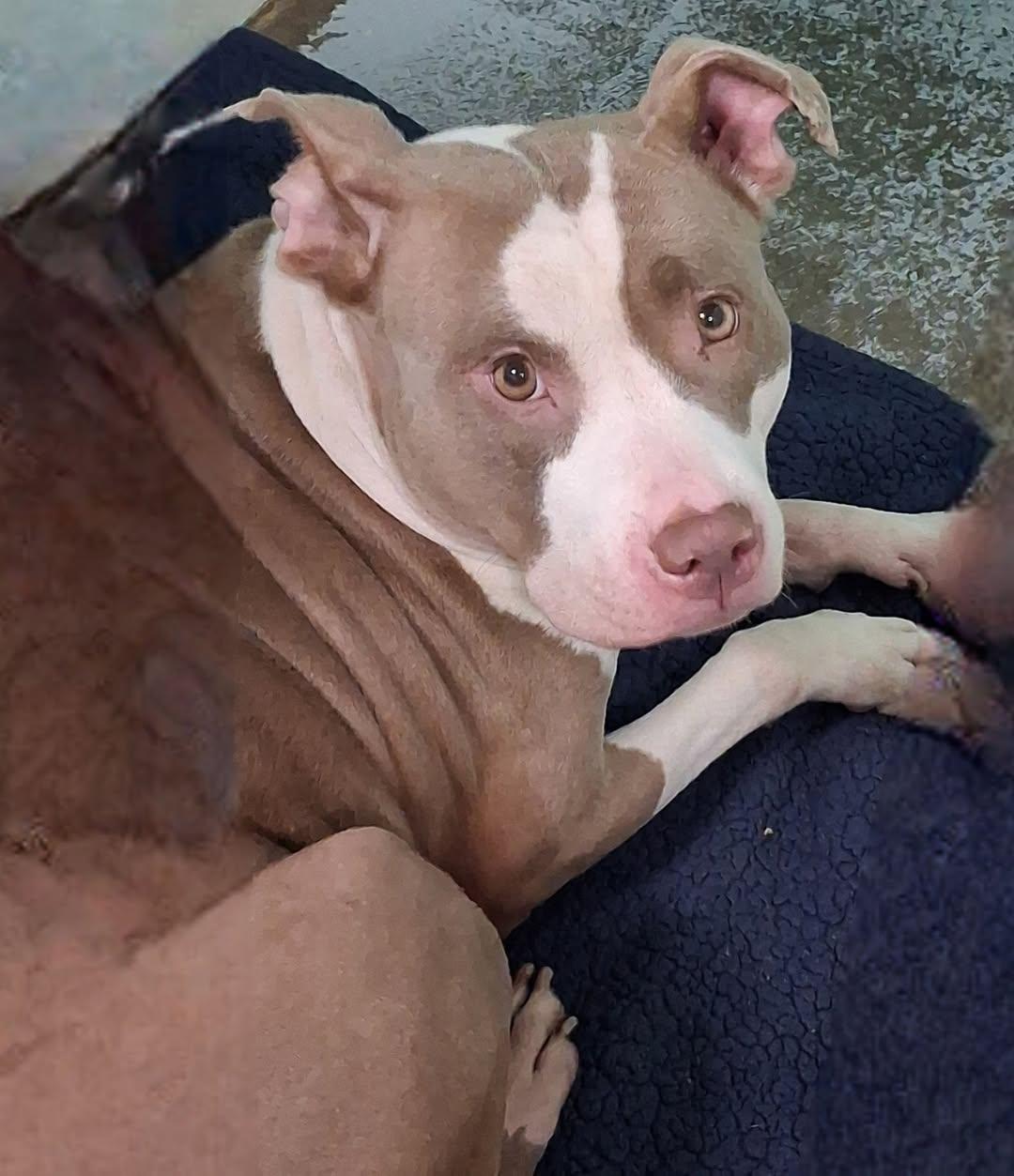 Peppa, adoptable, Adult Female Pit Bull Terrier.