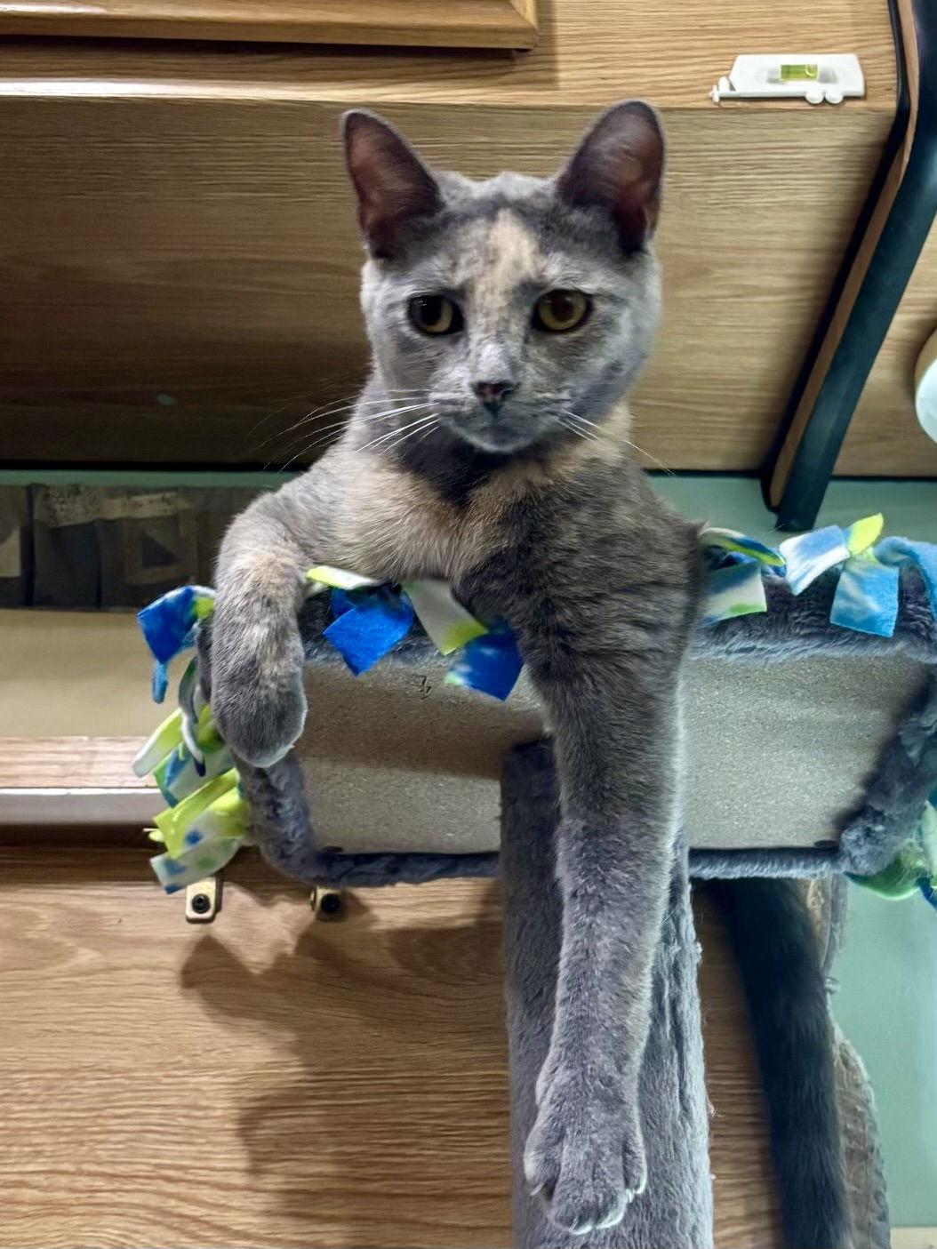 Enlarge Amber, a Adoptable mixed breed in Island Lake, IL image 1/3