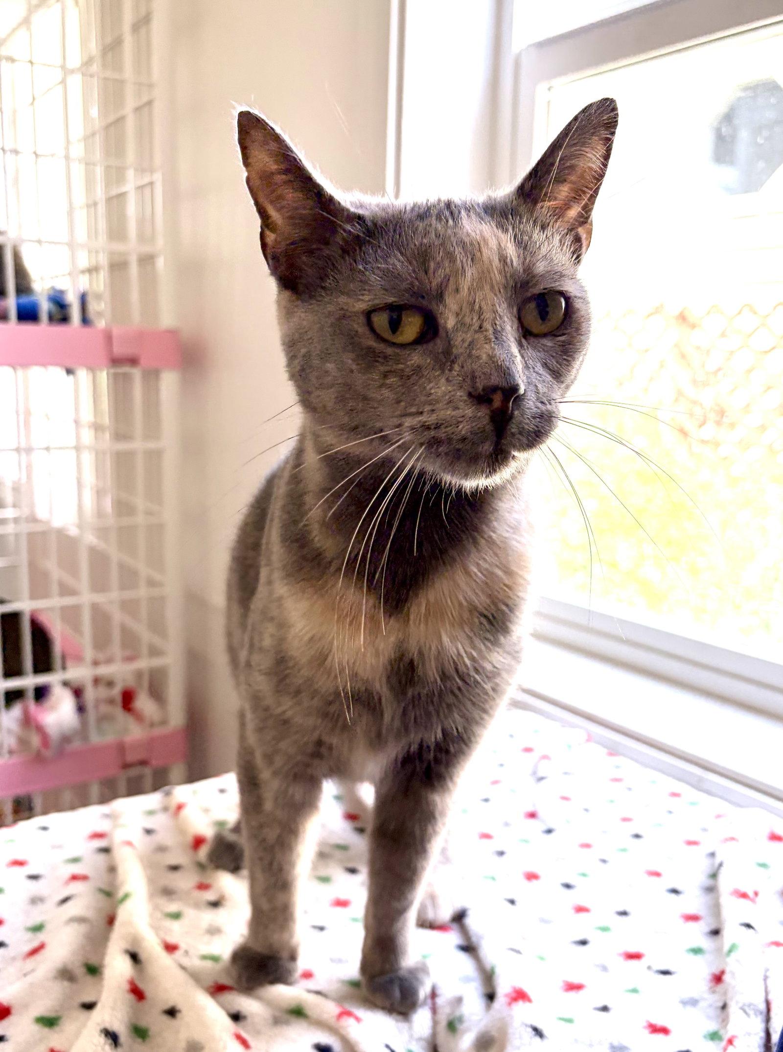 Amber, a Adoptable mixed breed in Island Lake, IL image 1/3