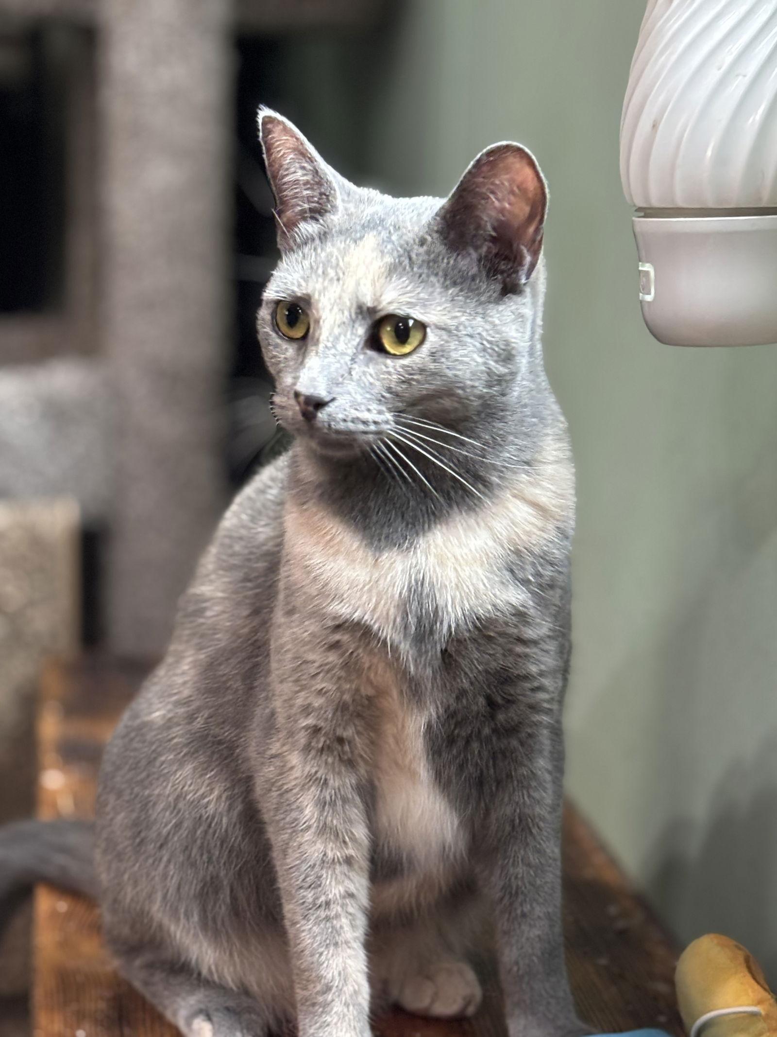 Enlarge Amber, a Adoptable mixed breed in Island Lake, IL image 3/3
