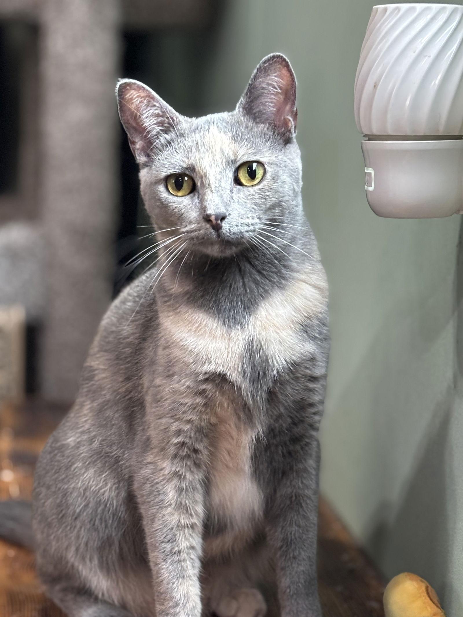 Enlarge Amber, a Adoptable mixed breed in Island Lake, IL image 3/3