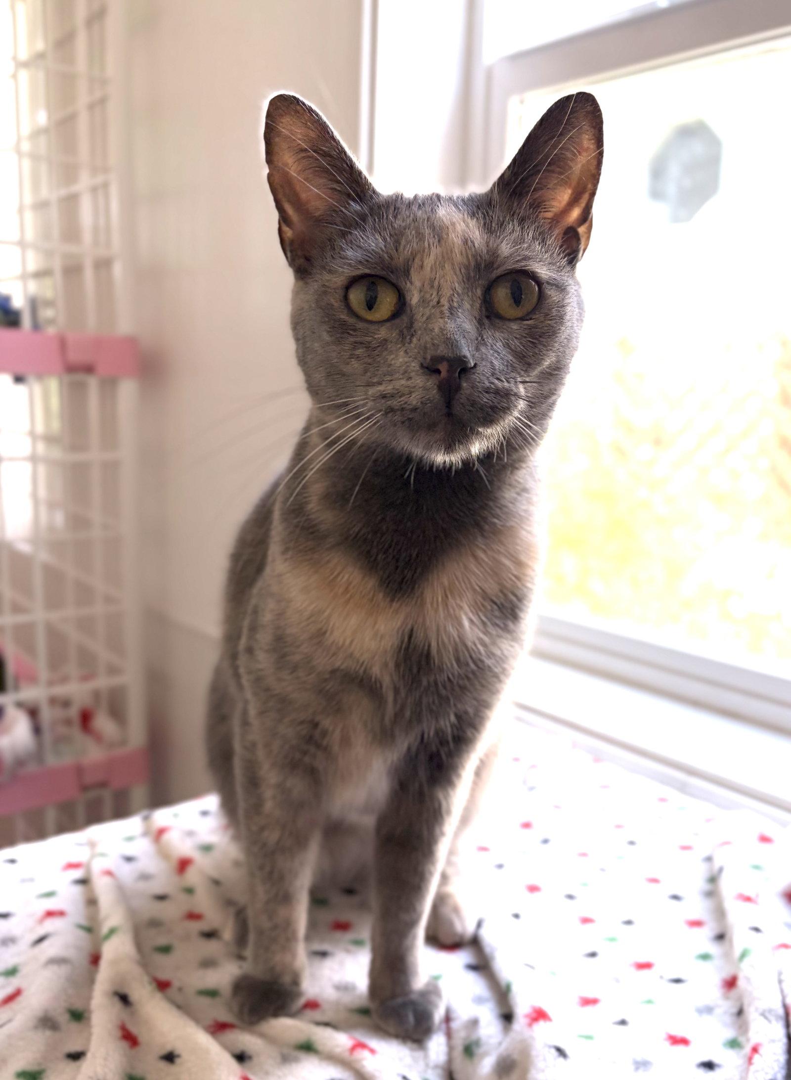 Amber, a Adoptable mixed breed in Island Lake, IL image 2/3