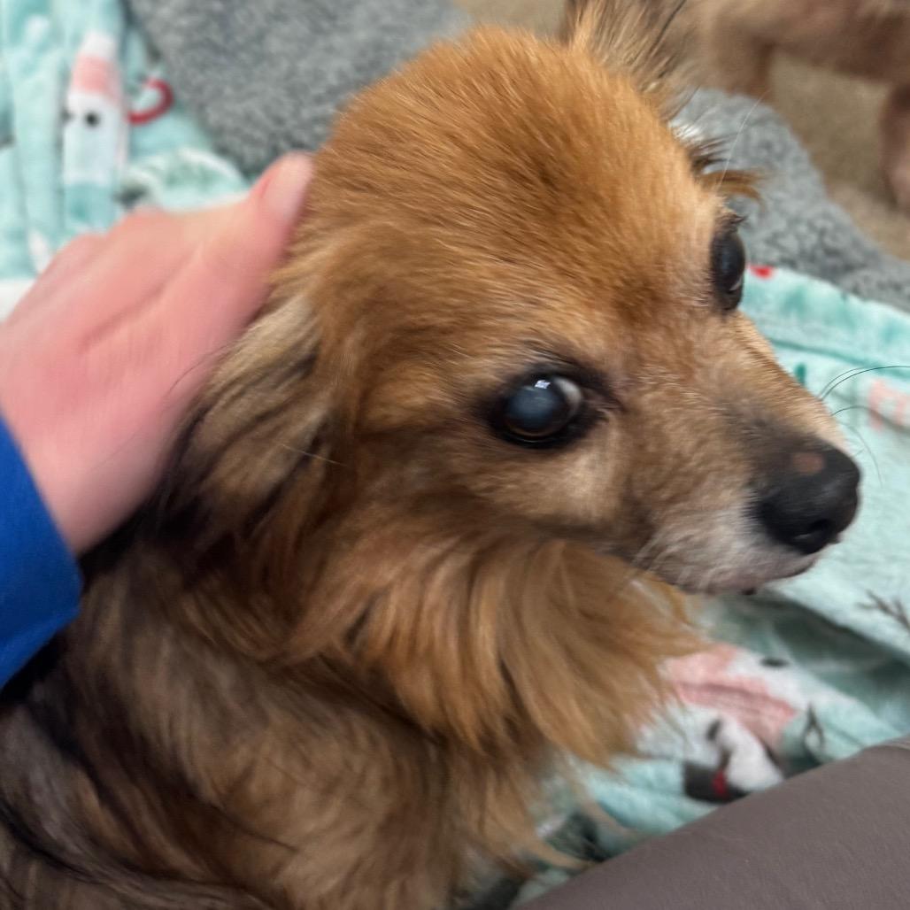 Enlarge Tinkerbell, a Adoptable Mixed Breed in Pekin, IL image 1/1