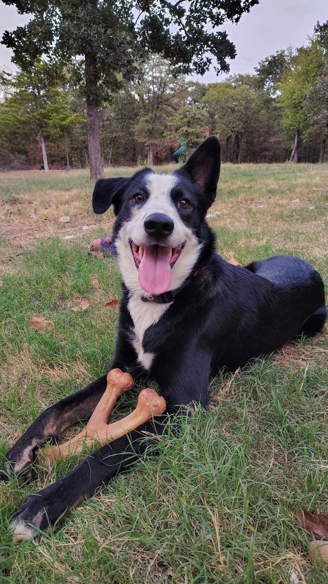 Sokka, Adoptable, Young Male Border Collie.