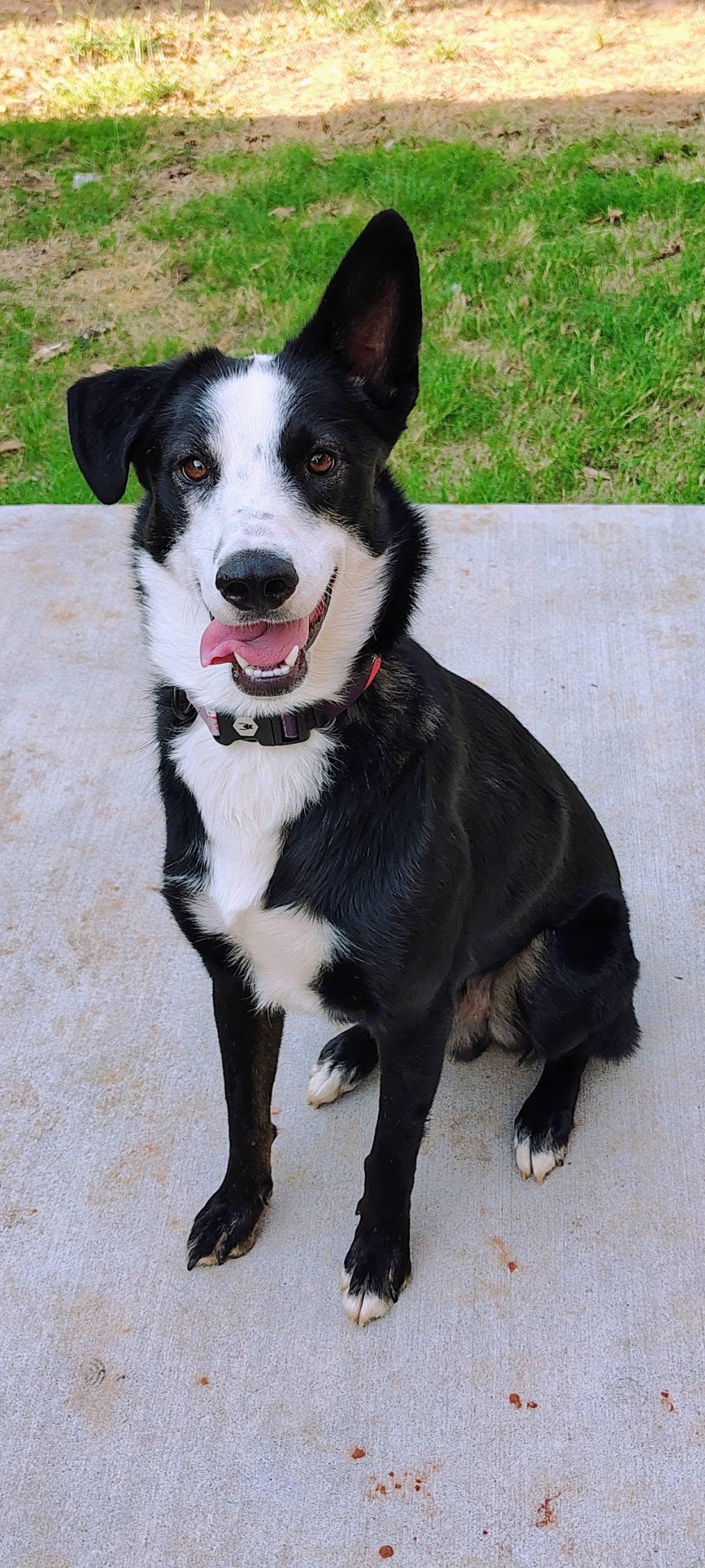Enlarge Sokka, a Adoptable mixed breed in Oklahoma City, OK image 2/2