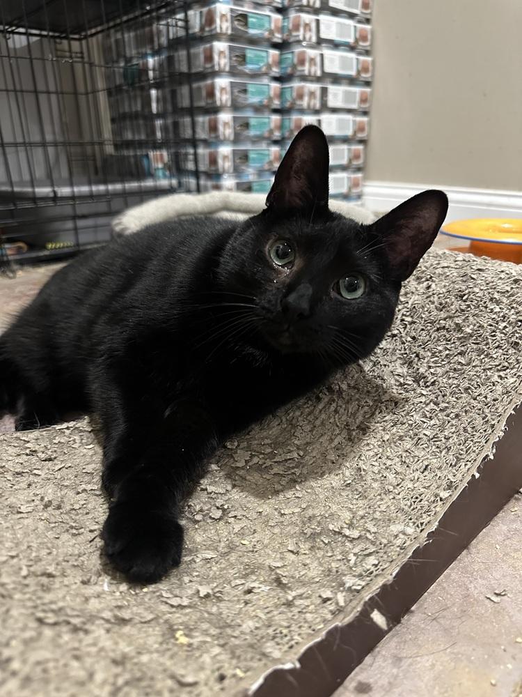 Nettie, Adoptable, Adult Female Domestic Short Hair.
