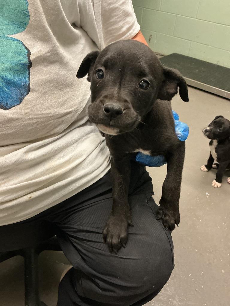 Henry, Adoptable, Puppy Male Mixed Breed.