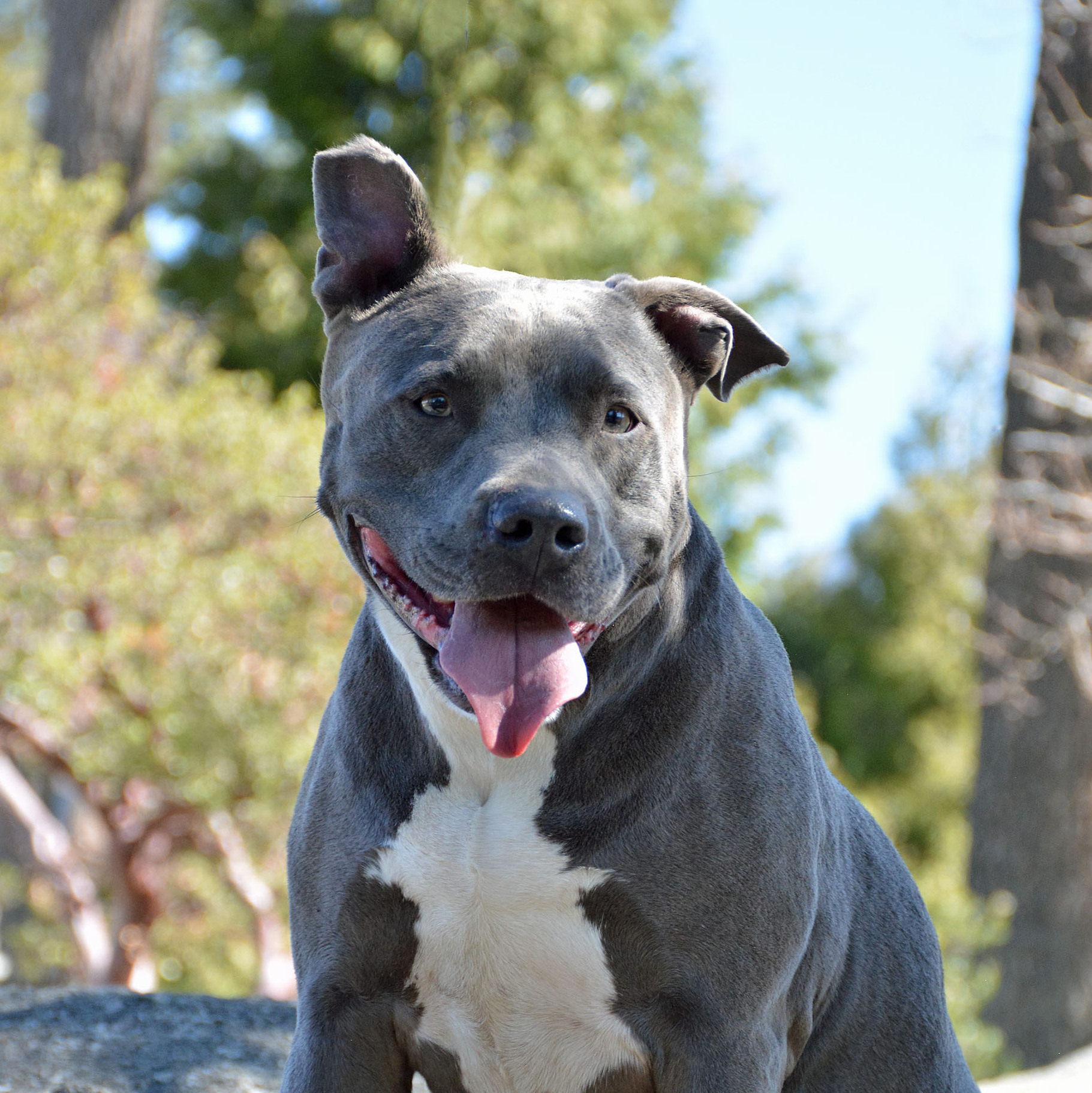 Bubba II, Adoptable, Adult Male American Staffordshire Terrier.