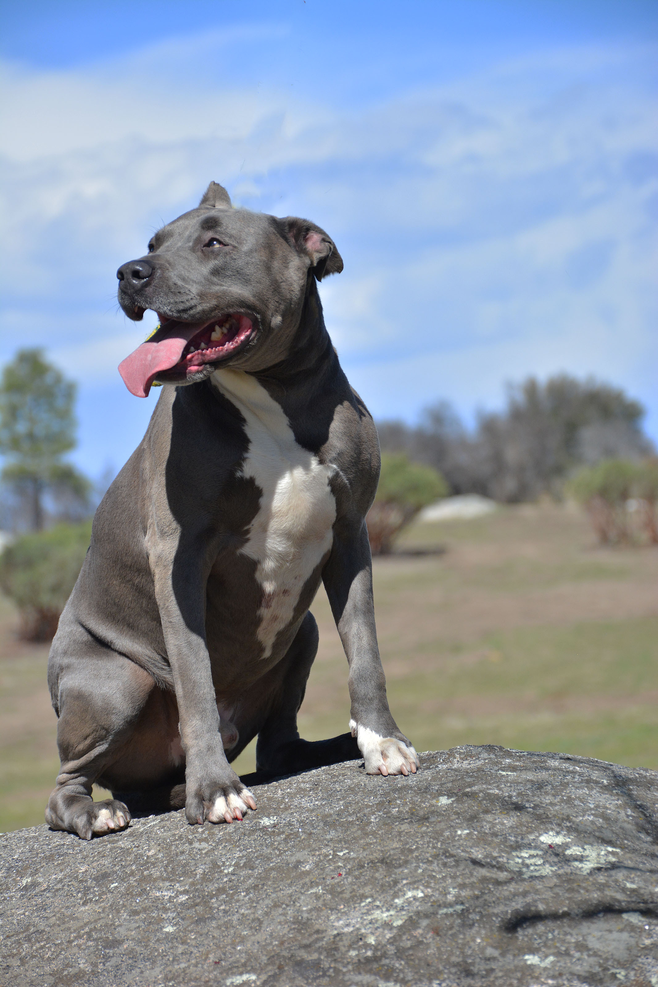 Bubba II, a Adoptable mixed breed in Mountain Center, CA image 2/6