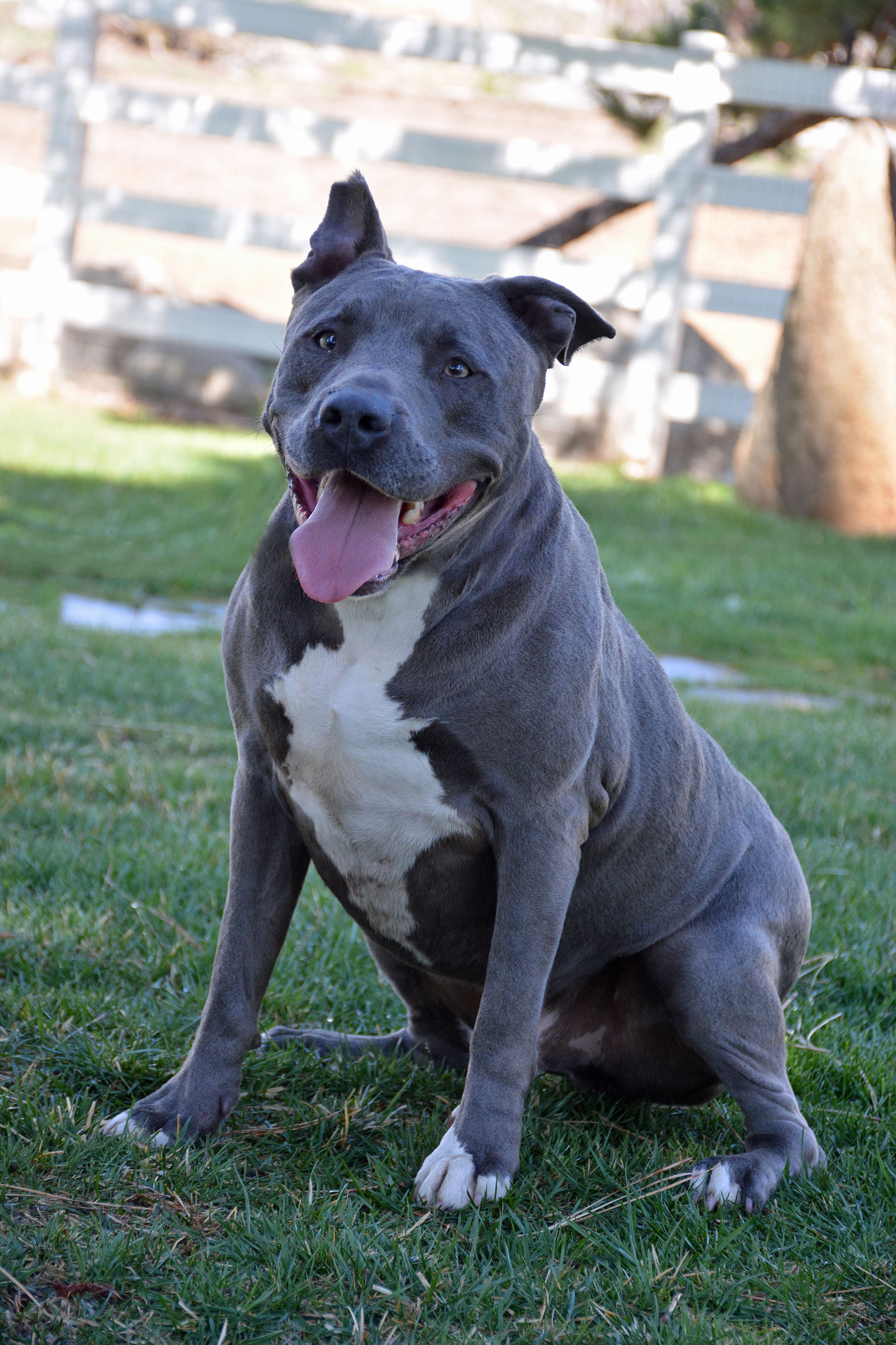 Bubba II, a Adoptable mixed breed in Mountain Center, CA image 3/6