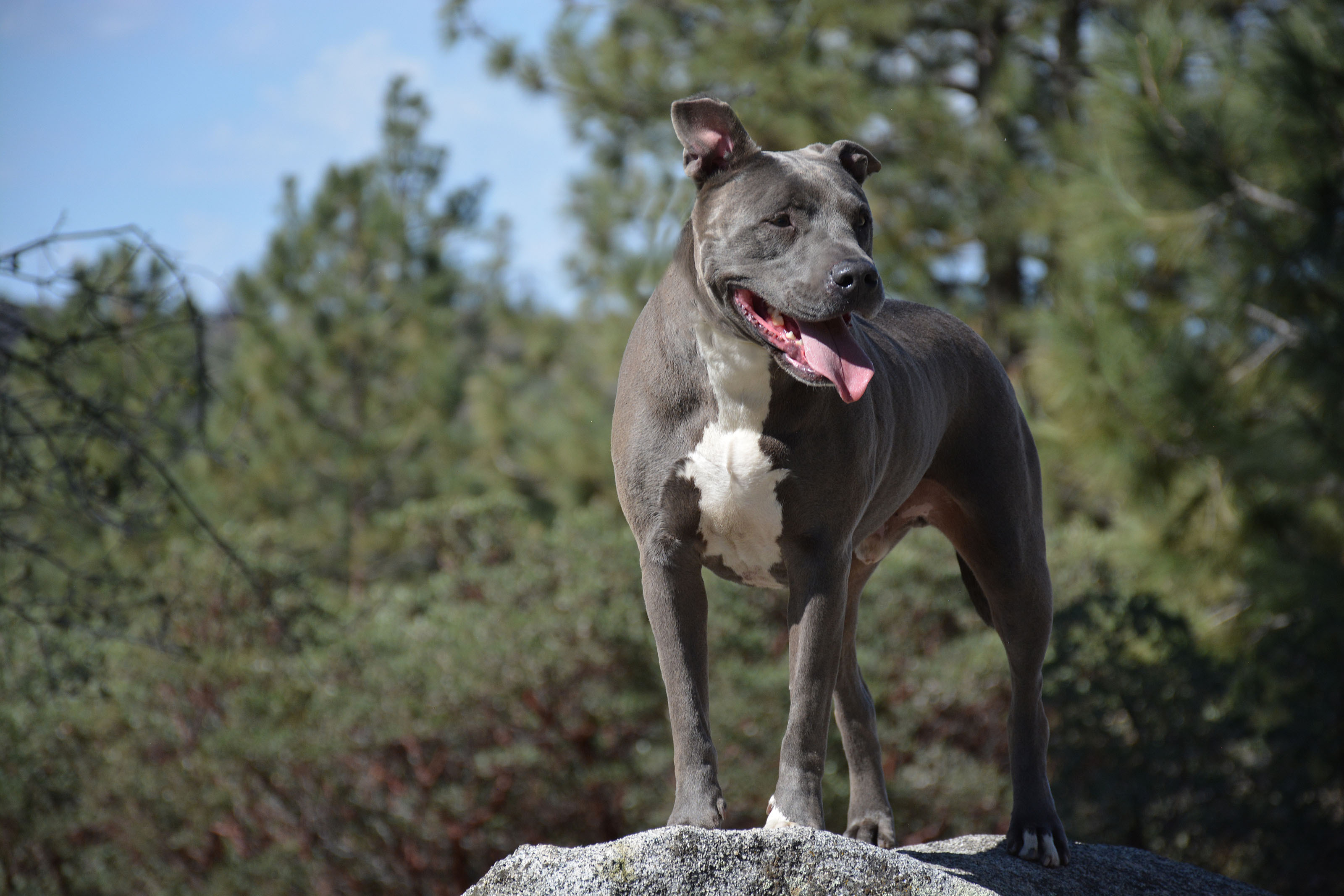 Bubba II, a Adoptable mixed breed in Mountain Center, CA image 4/6