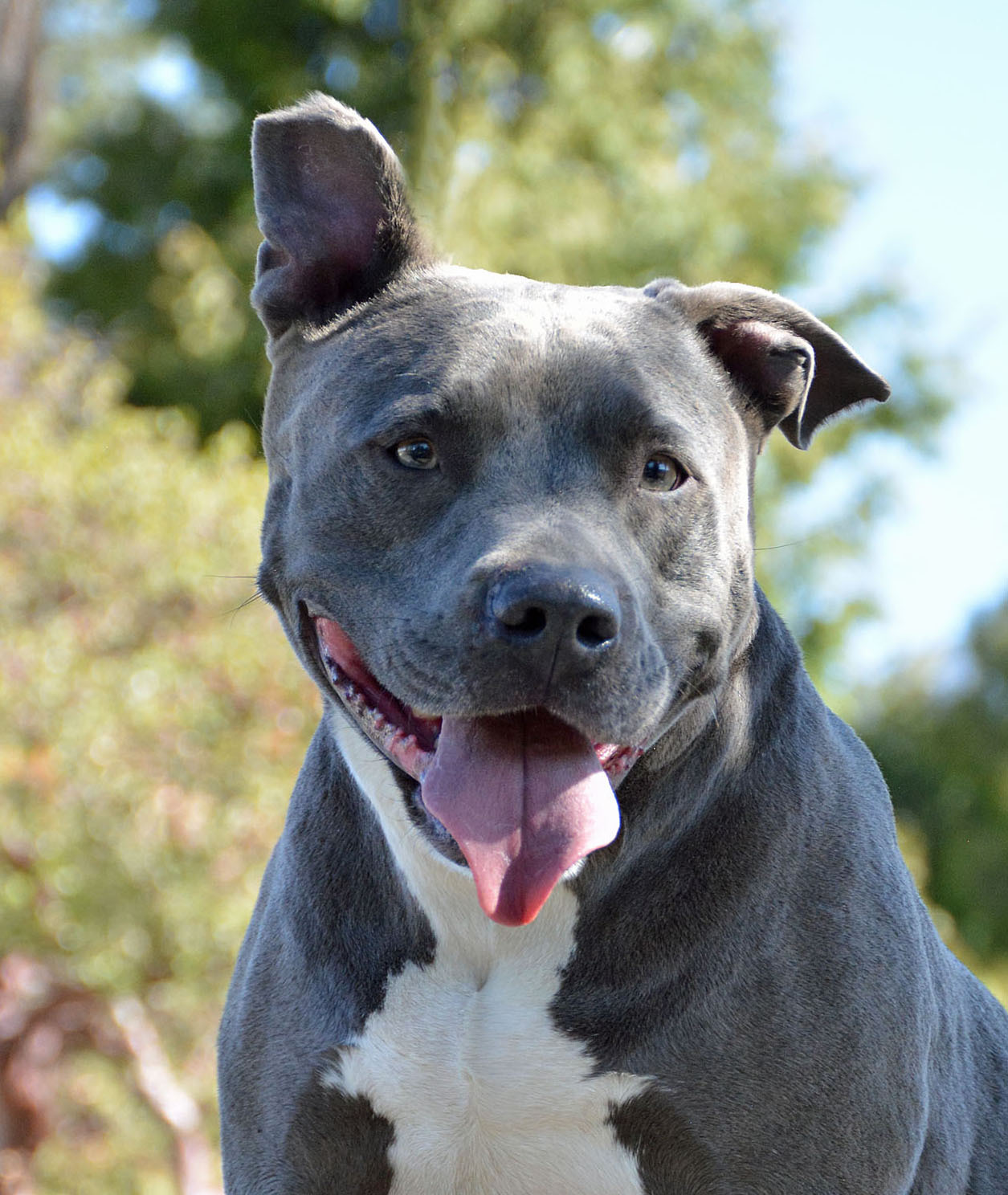 Bubba II, a Adoptable mixed breed in Mountain Center, CA image 5/6