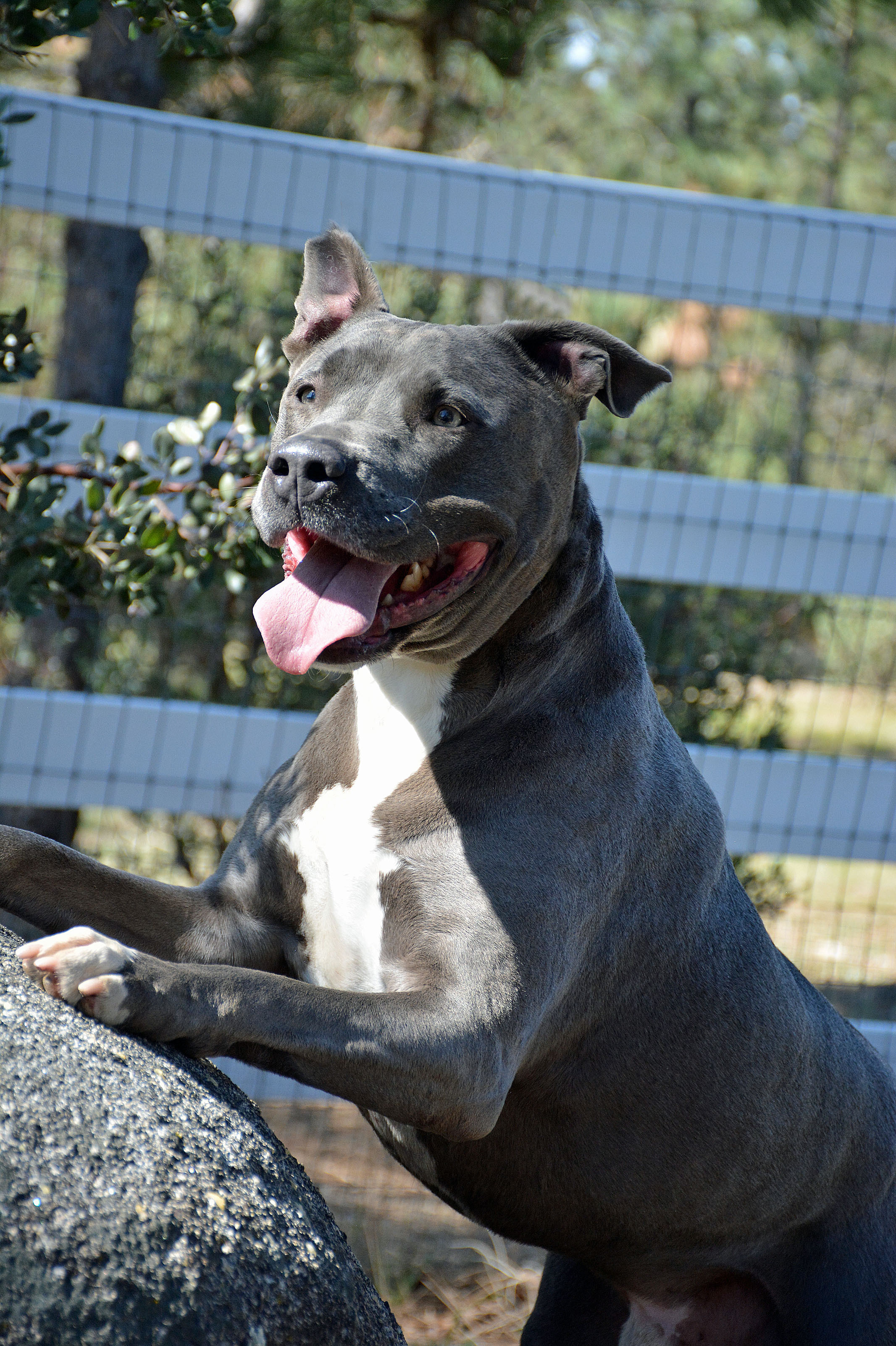 Bubba II, a Adoptable mixed breed in Mountain Center, CA image 6/6
