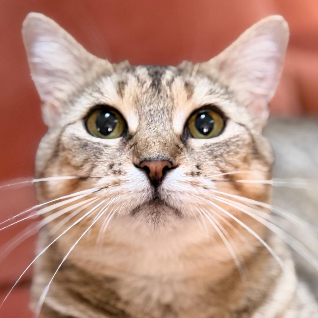 Moira Allen-CA, Adoptable, Adult Female Domestic Short Hair.