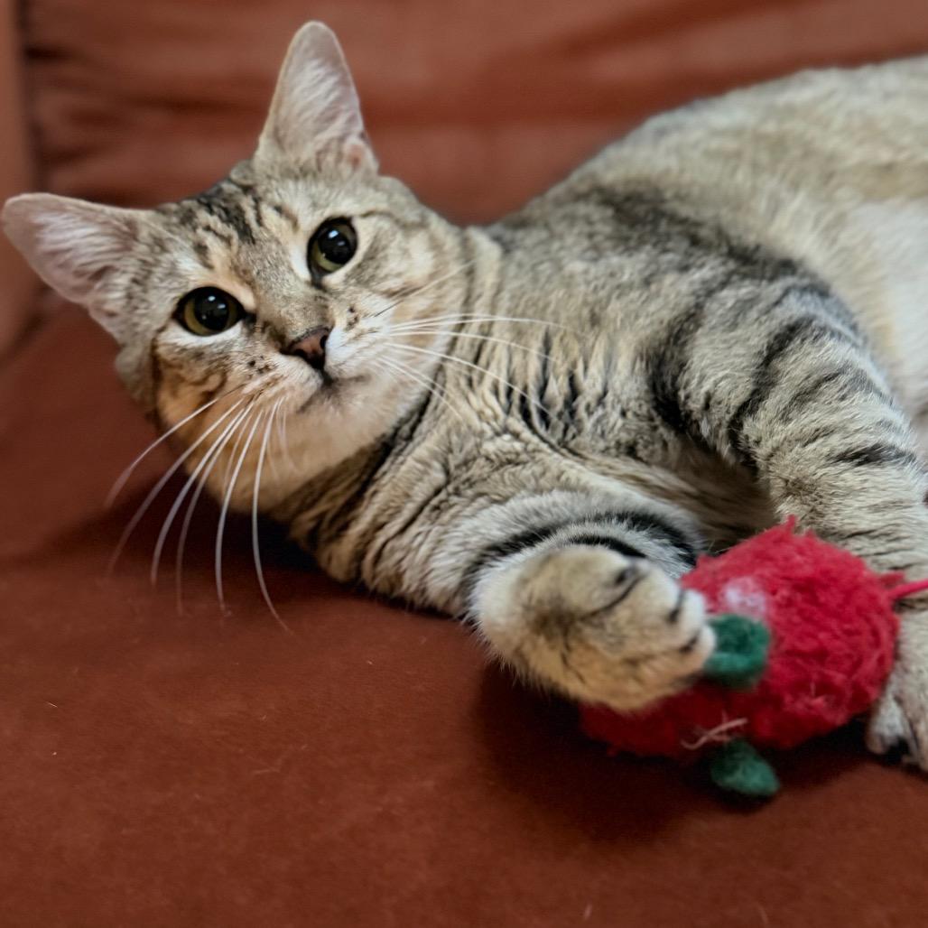 Moira Allen-CA, a Adoptable Domestic Short Hair in Tallahassee, FL image 2/6