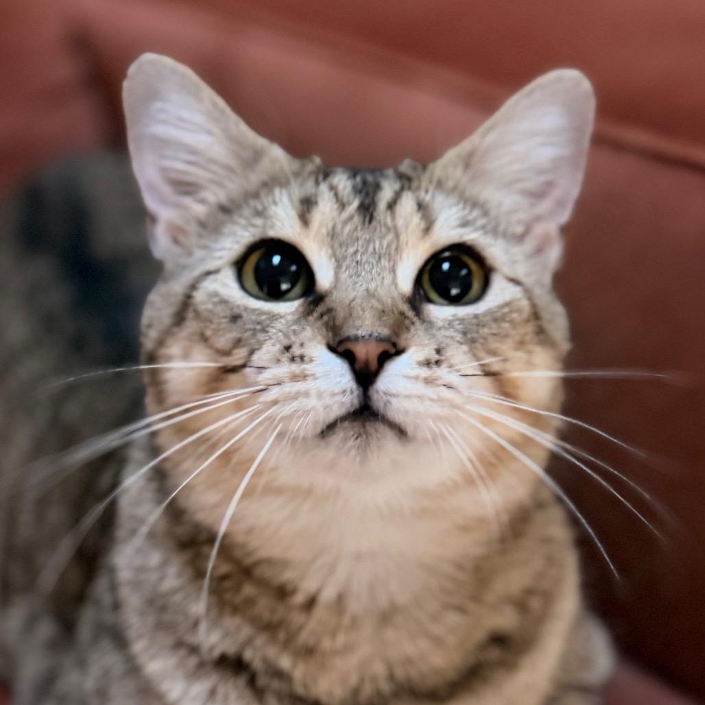Moira Allen-CA, a Adoptable Domestic Short Hair in Tallahassee, FL image 3/6