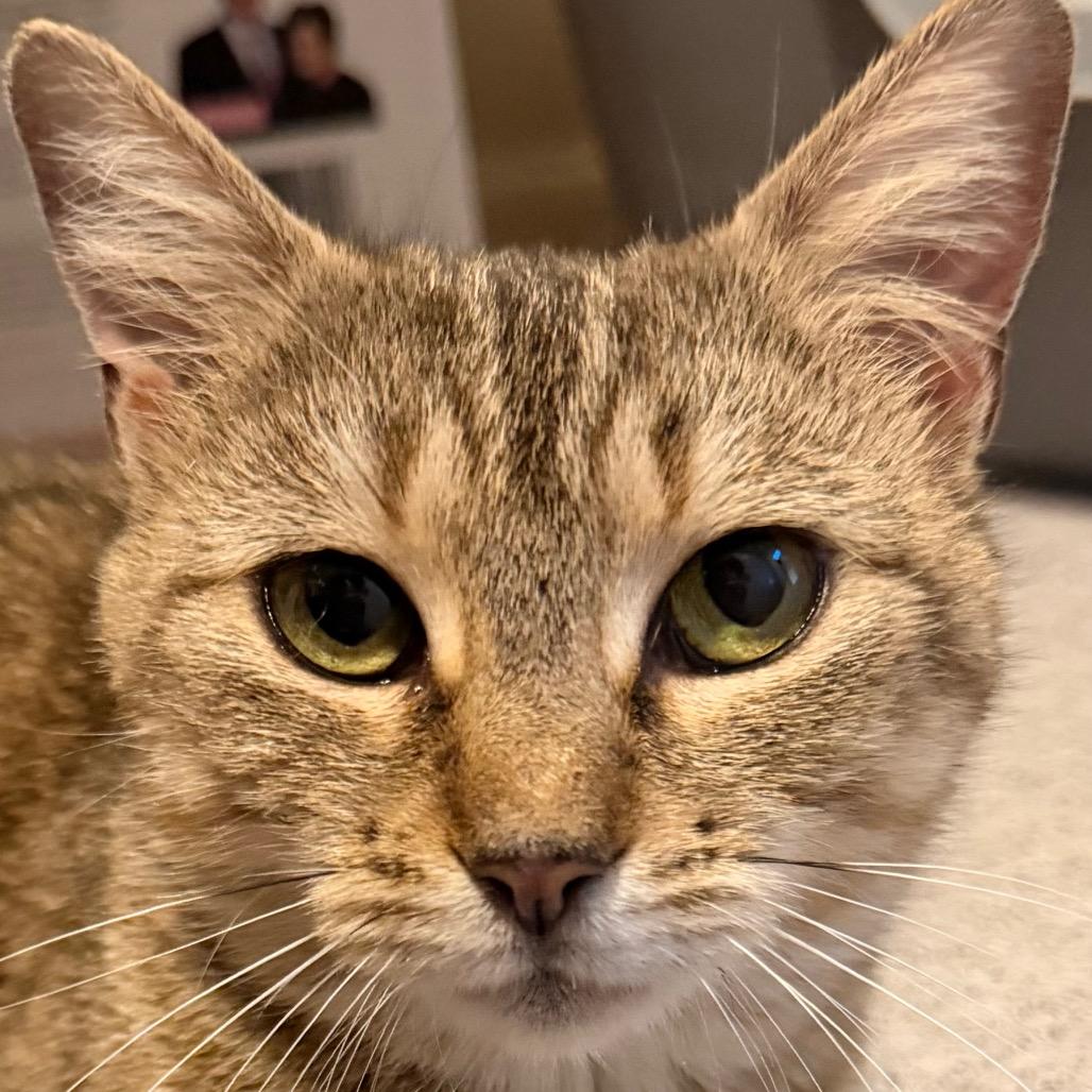 Moira Allen-CA, Adoptable, Adult Female Domestic Short Hair.