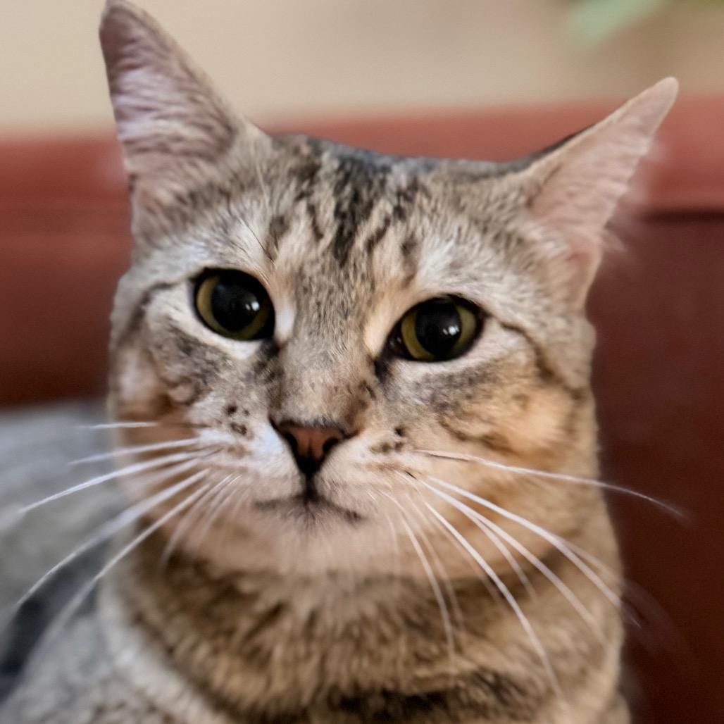 Moira Allen-CA, a Adoptable Domestic Short Hair in Tallahassee, FL image 4/6