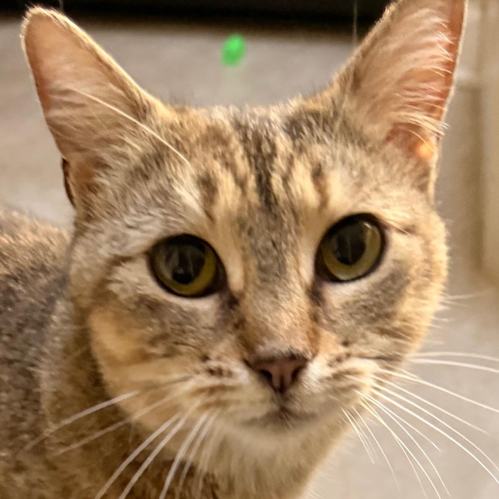 Enlarge Moira Allen-CA, a Adoptable Domestic Short Hair in Tallahassee, FL image 2/4