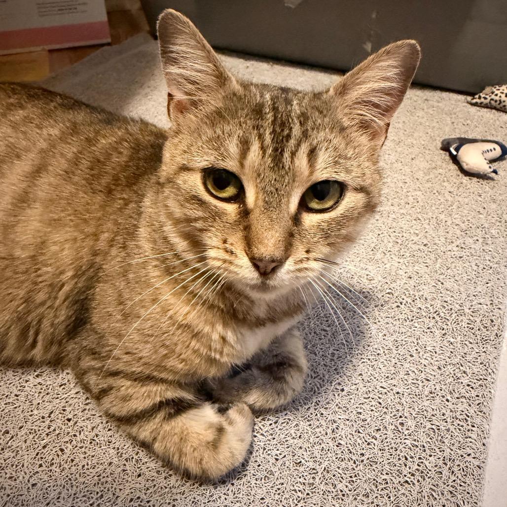 Enlarge Moira Allen-CA, a Adoptable Domestic Short Hair in Tallahassee, FL image 3/4