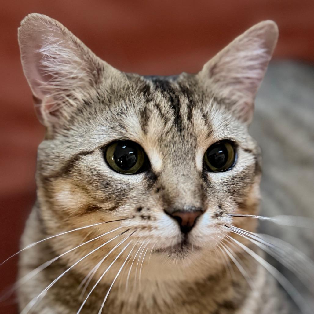 Moira Allen-CA, a Adoptable Domestic Short Hair in Tallahassee, FL image 5/6
