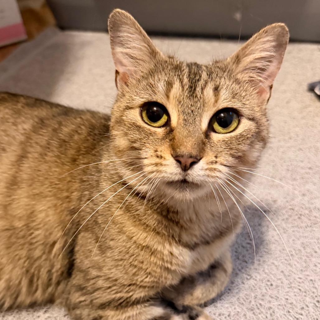 Enlarge Moira Allen-CA, a Adoptable Domestic Short Hair in Tallahassee, FL image 4/4