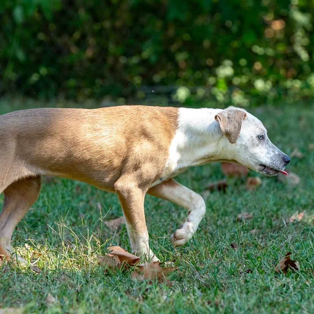 Enlarge Joy, a Adoptable mixed breed in Livingston, TX image 1/6