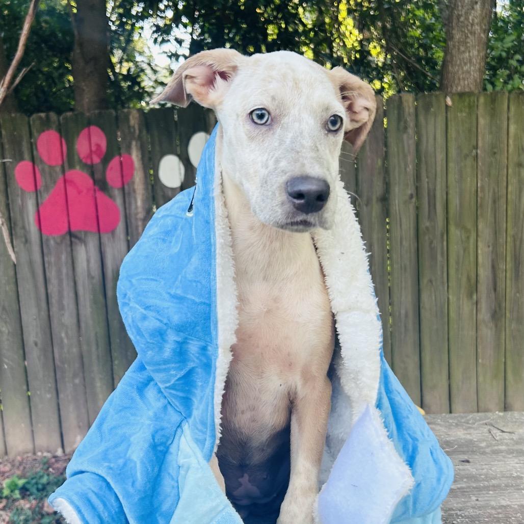 Enlarge Joy, a Adoptable mixed breed in Livingston, TX image 2/6