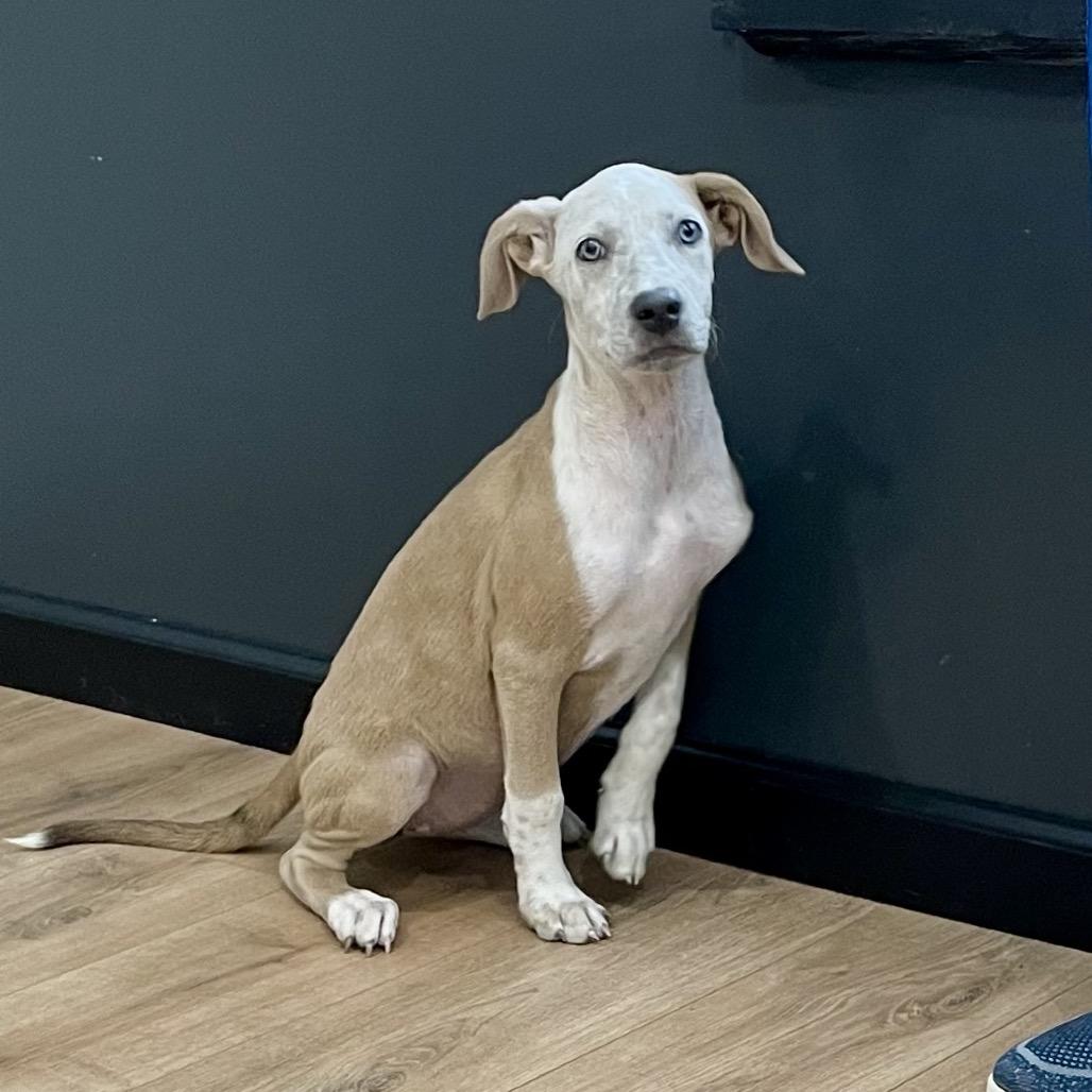 Enlarge Joy, a Adoptable mixed breed in Livingston, TX image 3/6