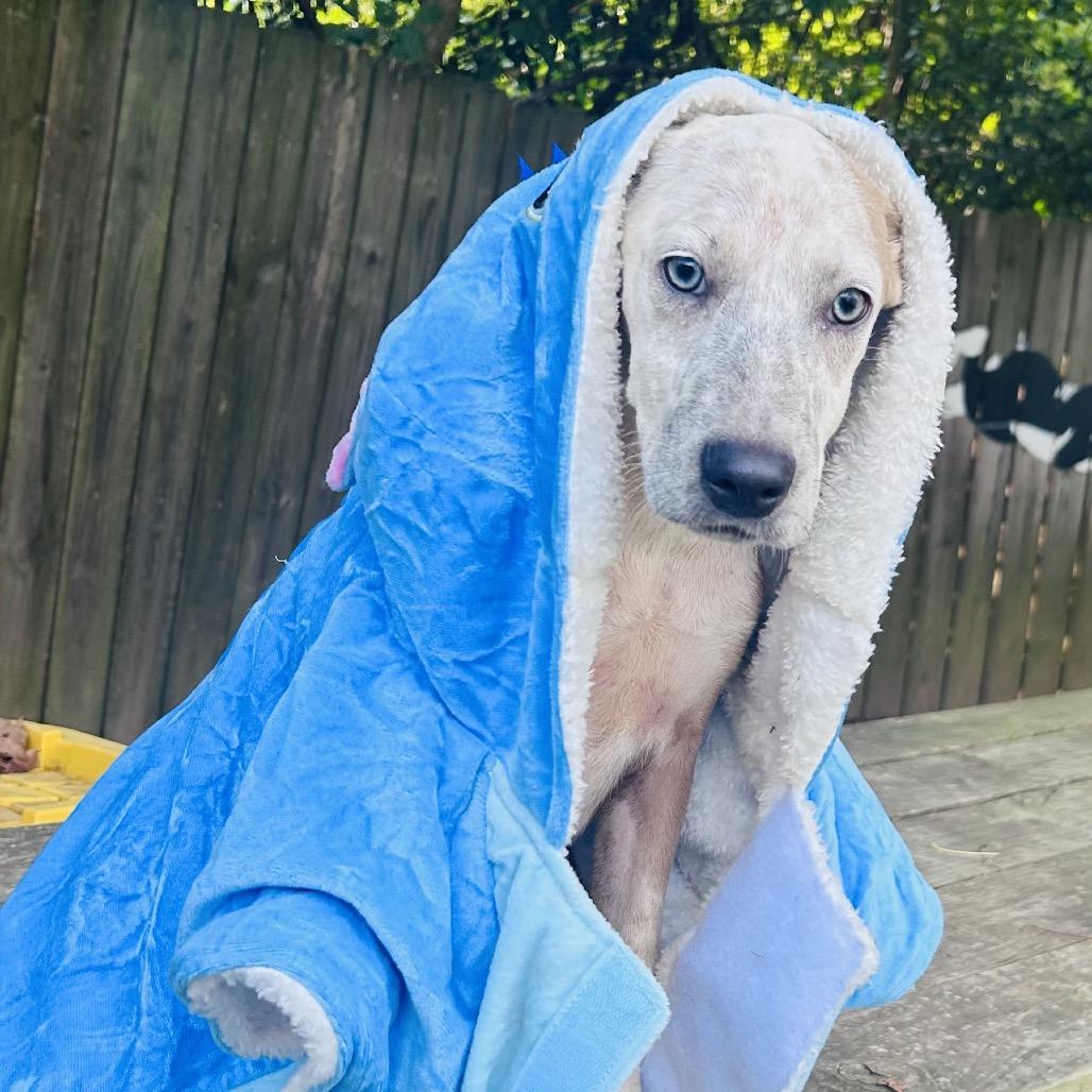 Enlarge Joy, a Adoptable mixed breed in Livingston, TX image 4/6