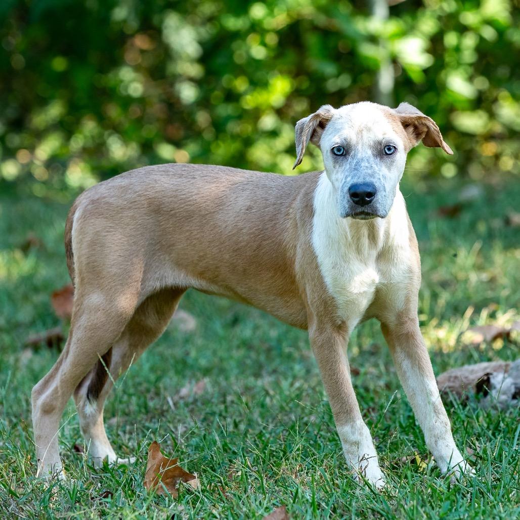 Enlarge Joy, a Adoptable mixed breed in Livingston, TX image 5/6